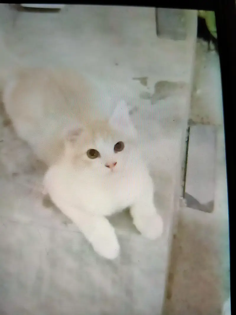persian cat double cod