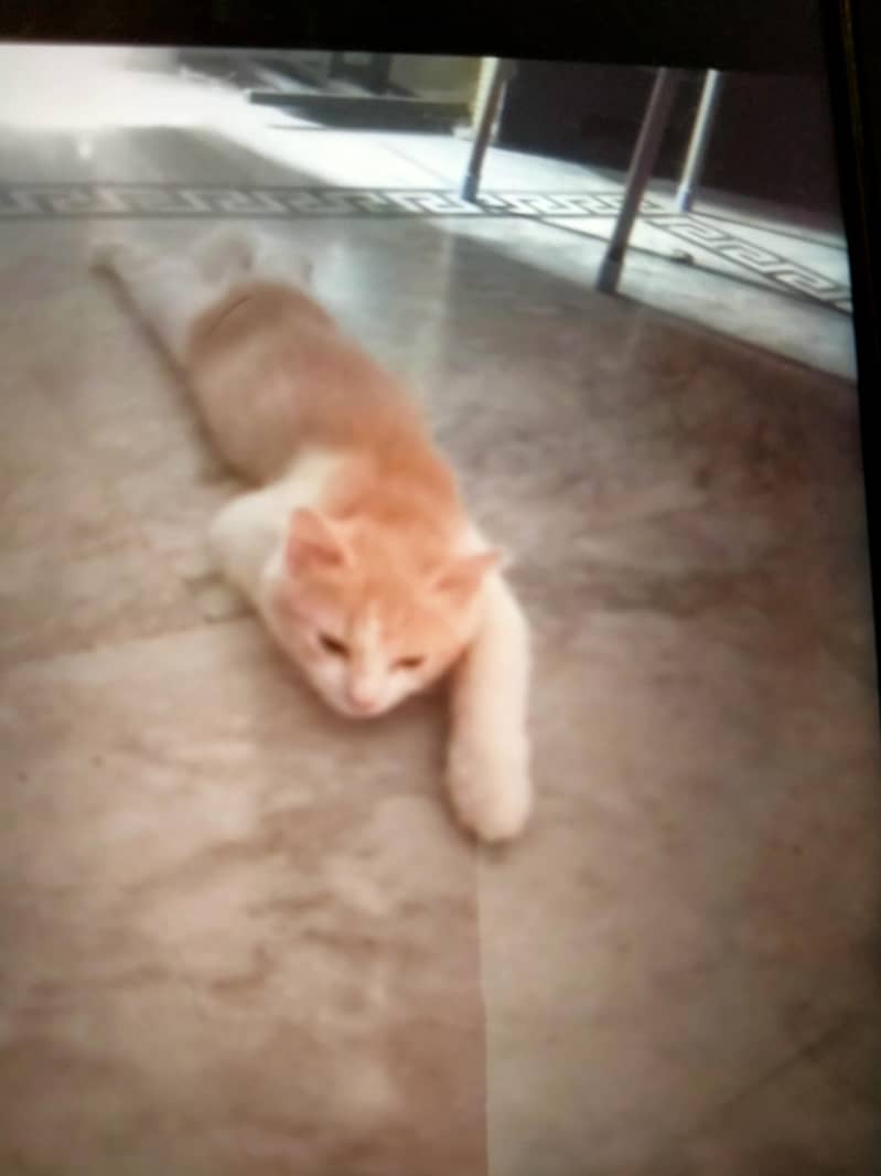 persian cat double cod 1