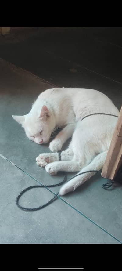Persian Male Cat white