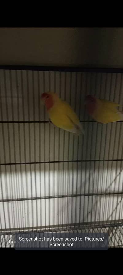 lovebirds breader 3 pair & cage for sale 1.5 by 1.5 9 box for sale