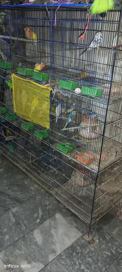 lovebirds breader 3 pair & cage for sale 1.5 by 1.5 9 box for sale