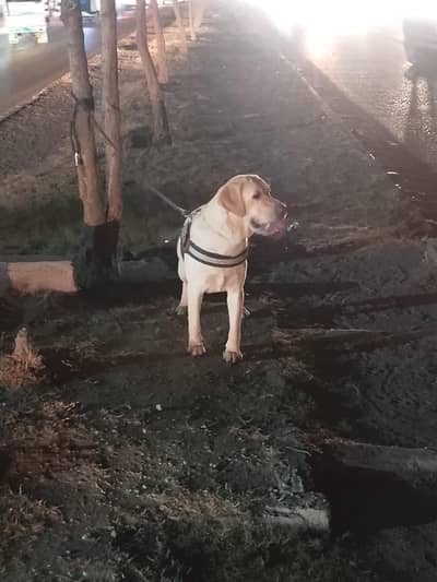 LabraDor Breader Female For Sale Urgent