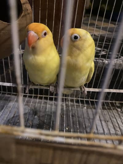 Beautiful Love Birds Pair with cage