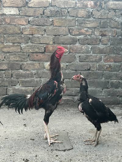 Aseel lakha mushki cross pair