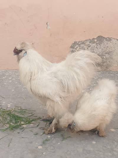 white Silky Pair