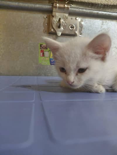 This cat so cute and beautifull
