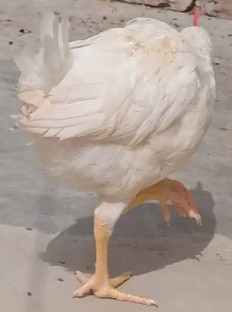 Murga 2