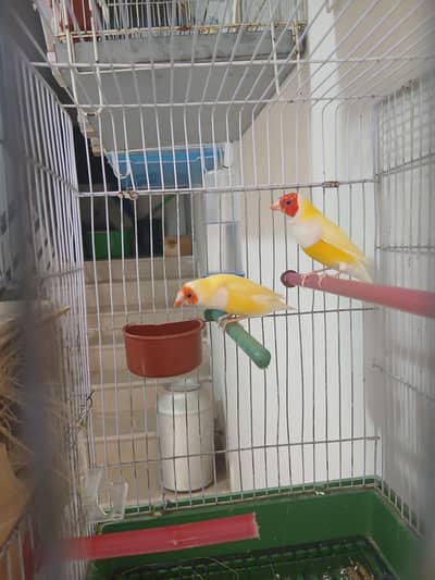 Young Lady gouldian pair
