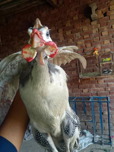 A male adult chakoor available for sale