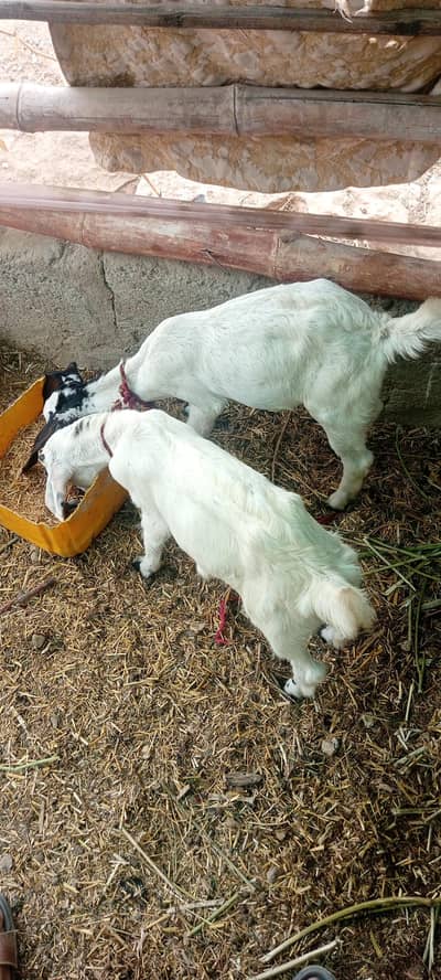 bakri