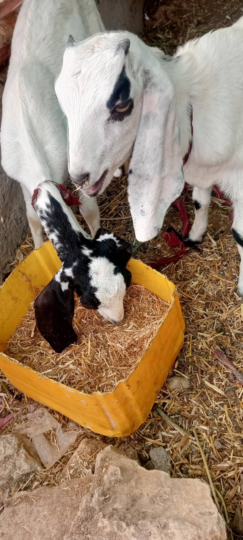 bakri 1
