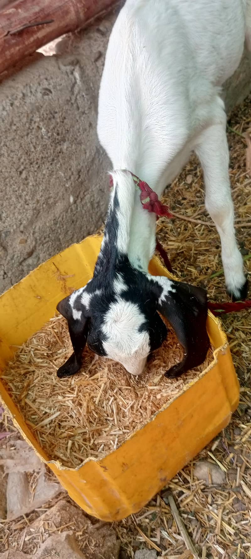 bakri 2