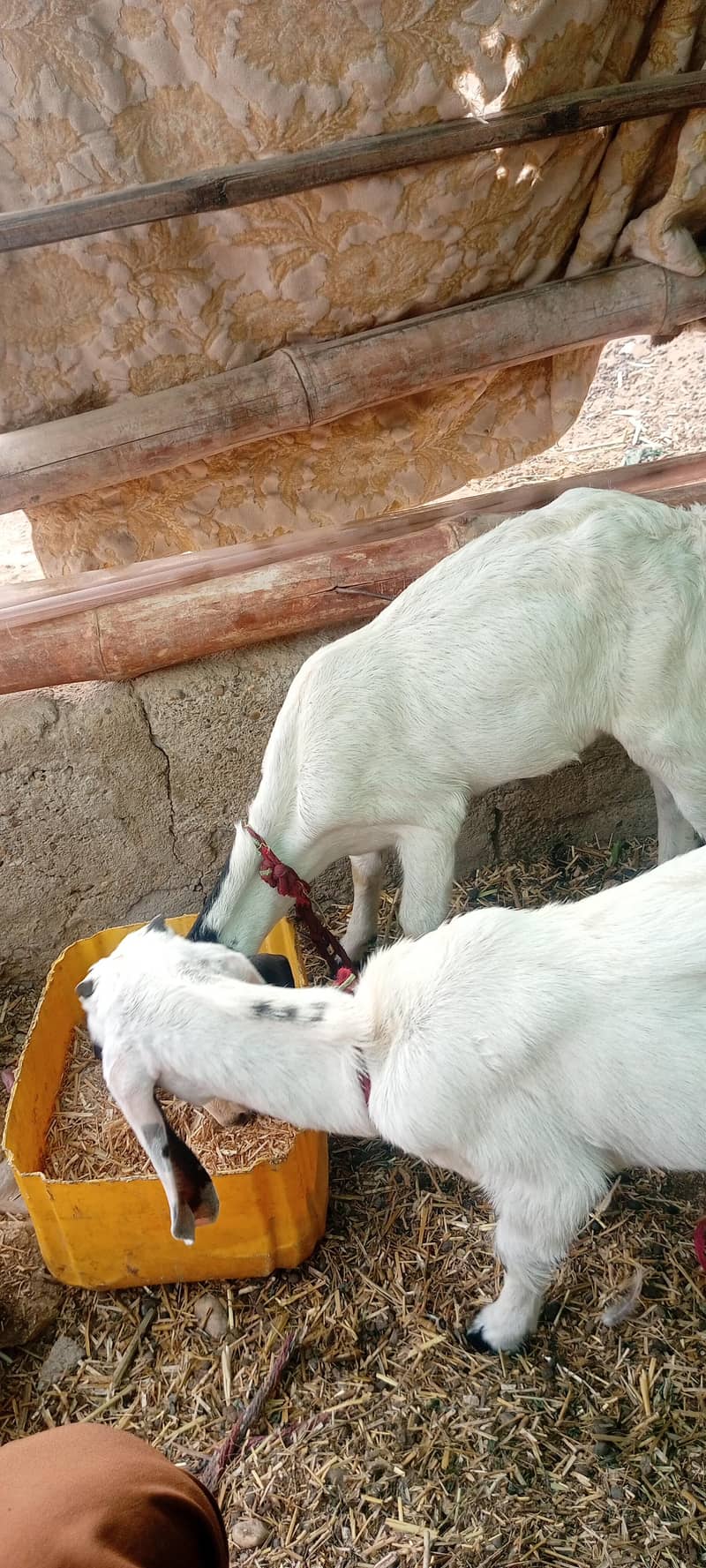 bakri 3