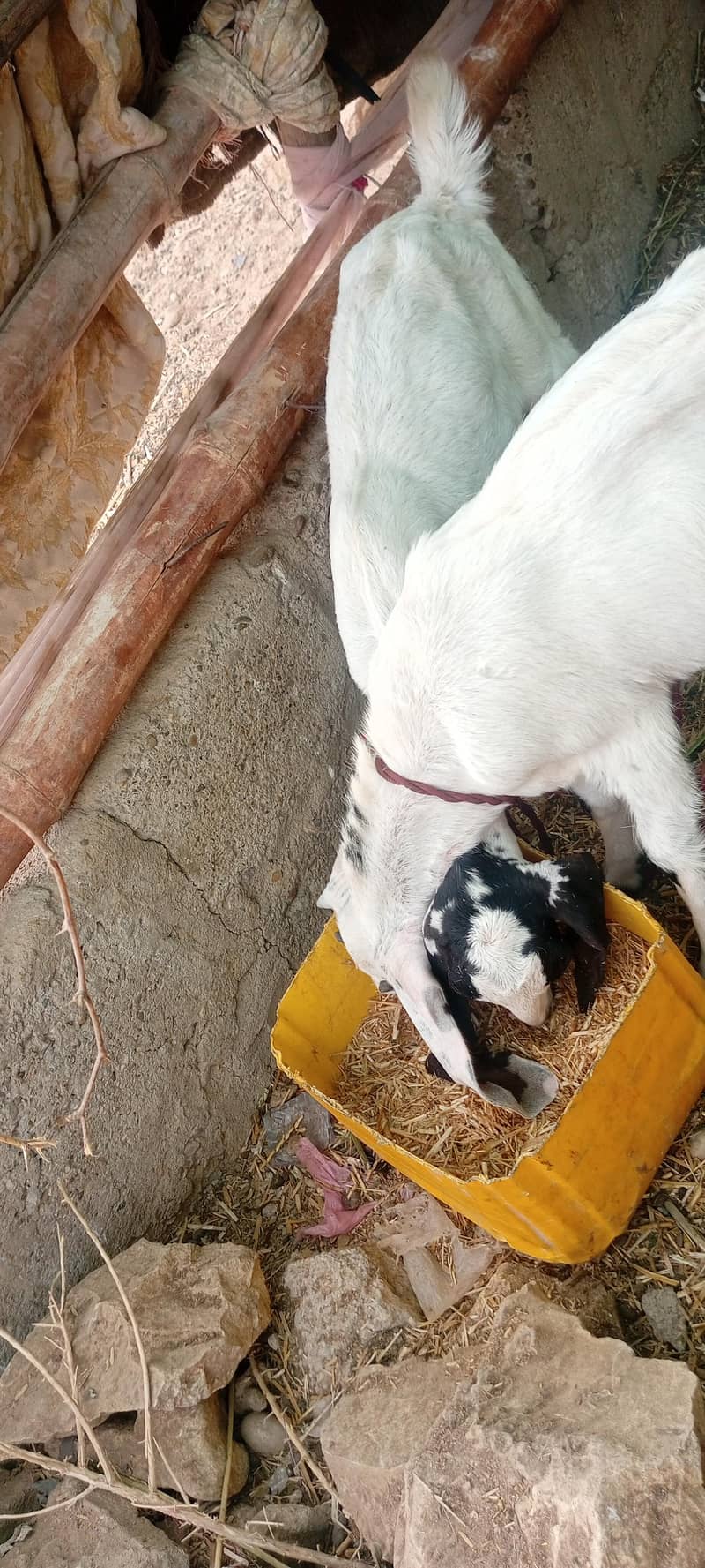 bakri 4