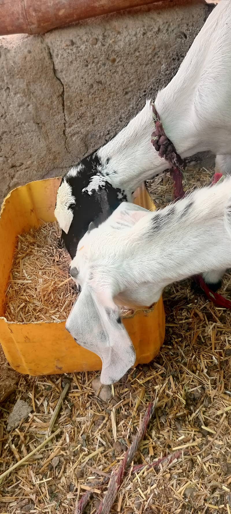 bakri 5