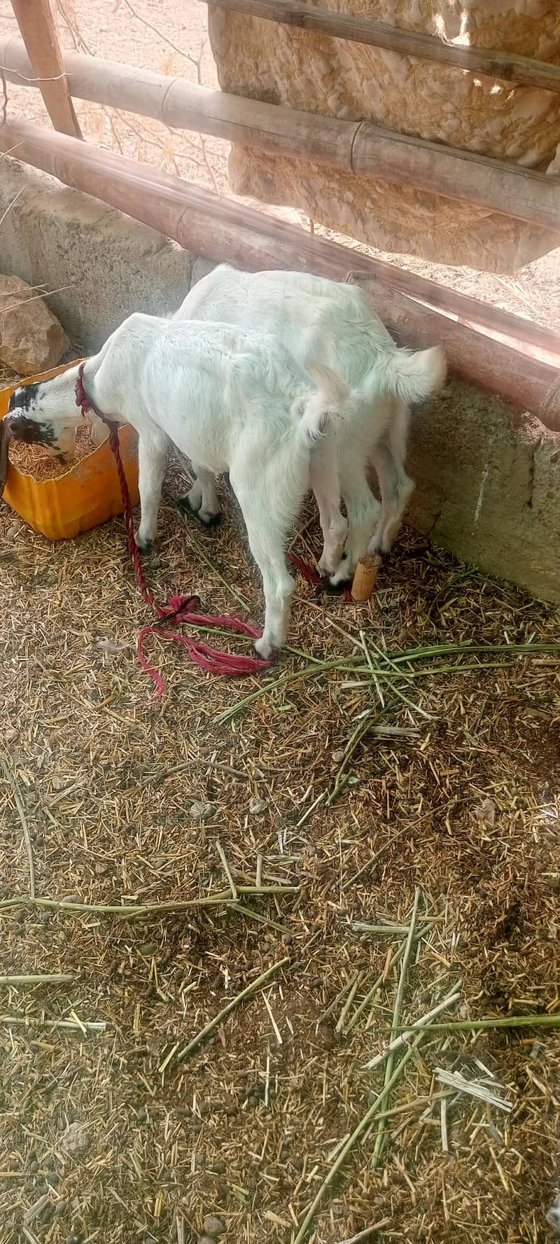 bakri 6
