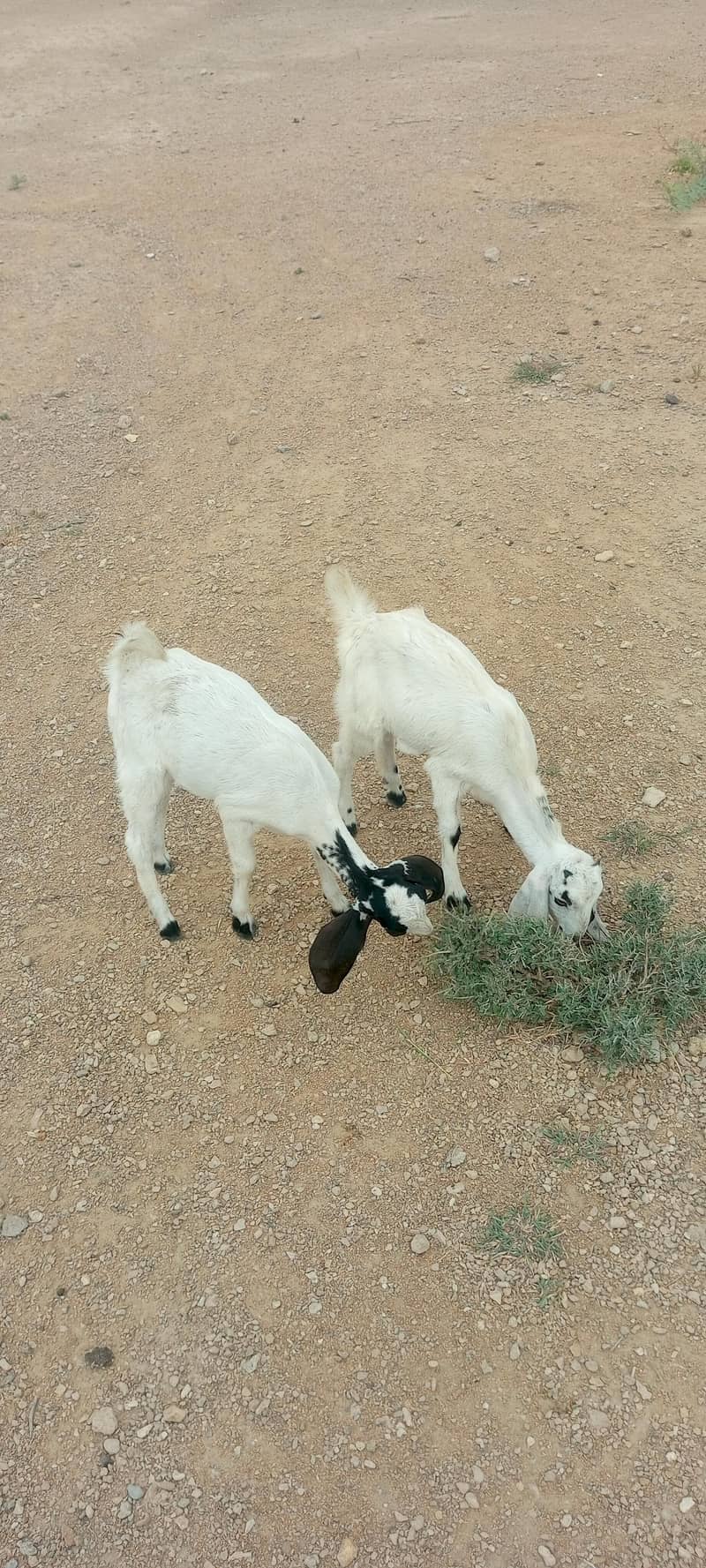 bakri 7