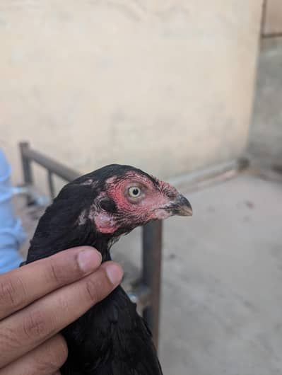 miawali birds for sale