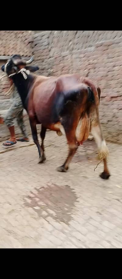 16 kg milk sath wachi