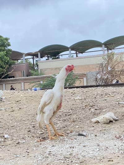 shamu young male “1 dafa bread kar chuka ha”