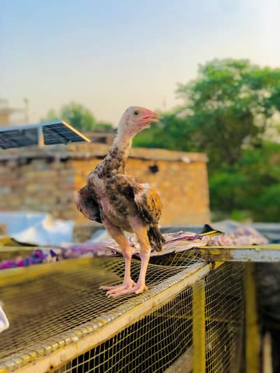 Aseel patha