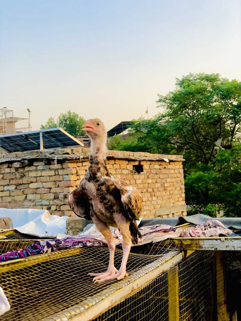 Aseel patha 2