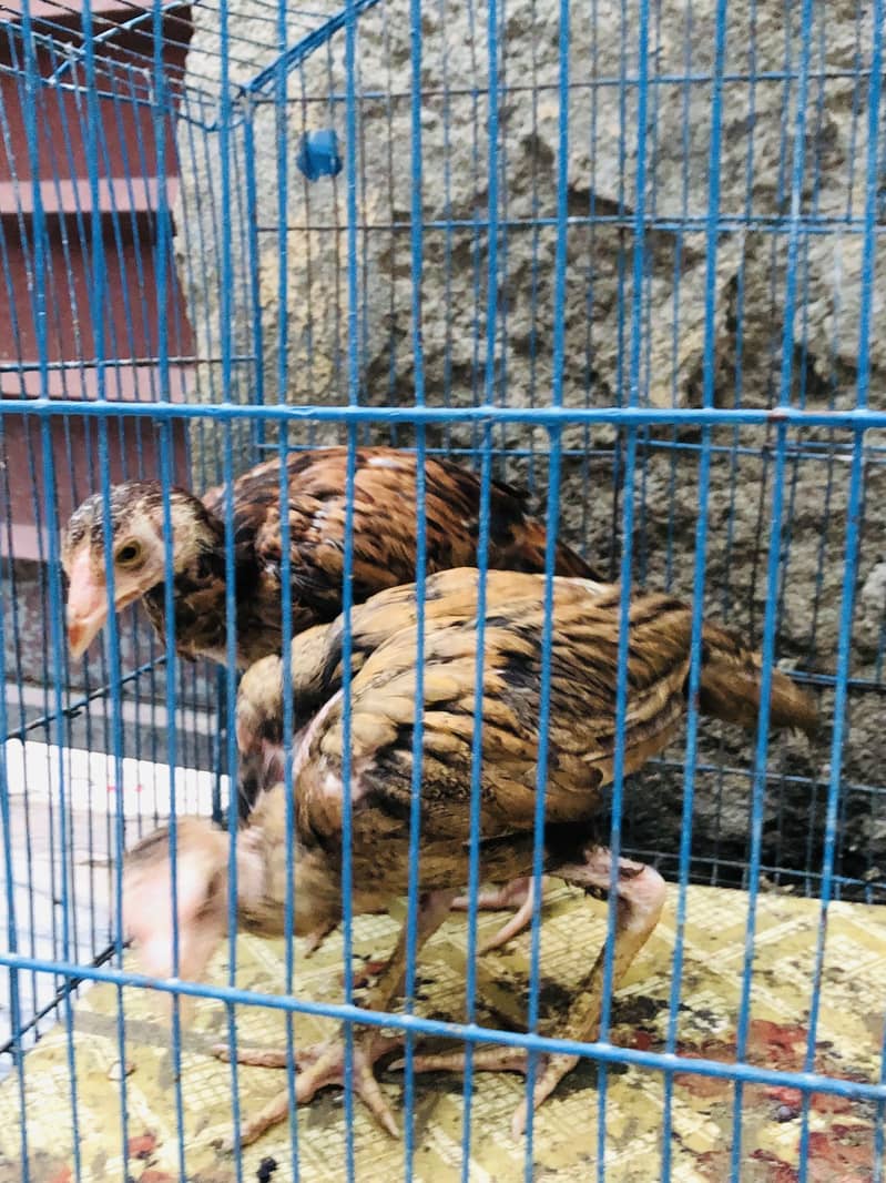 Aseel patha 3
