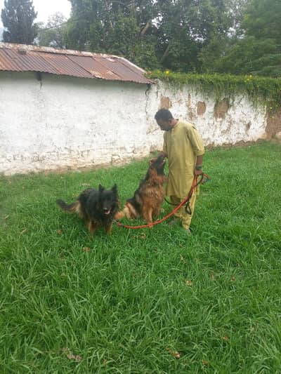 Pair German Shepherd tipple coat