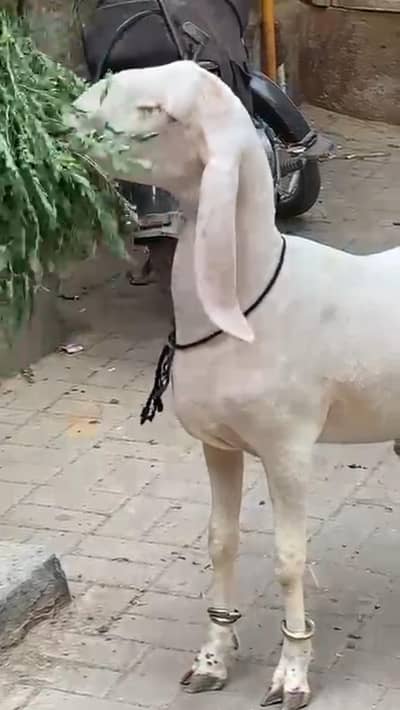 Larkana Dumba