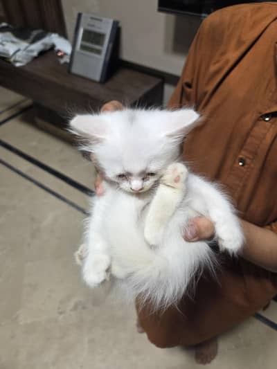 persian tripple coated male for sale