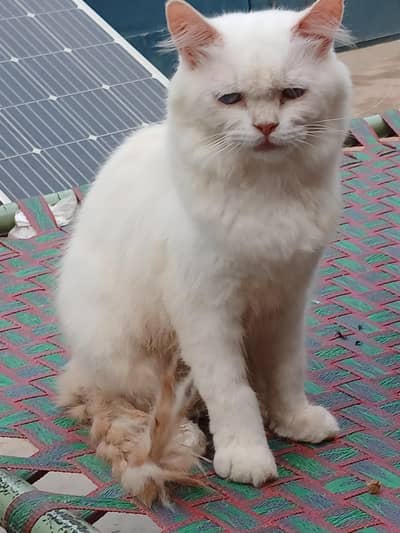 i am selling my cat Persian male cat