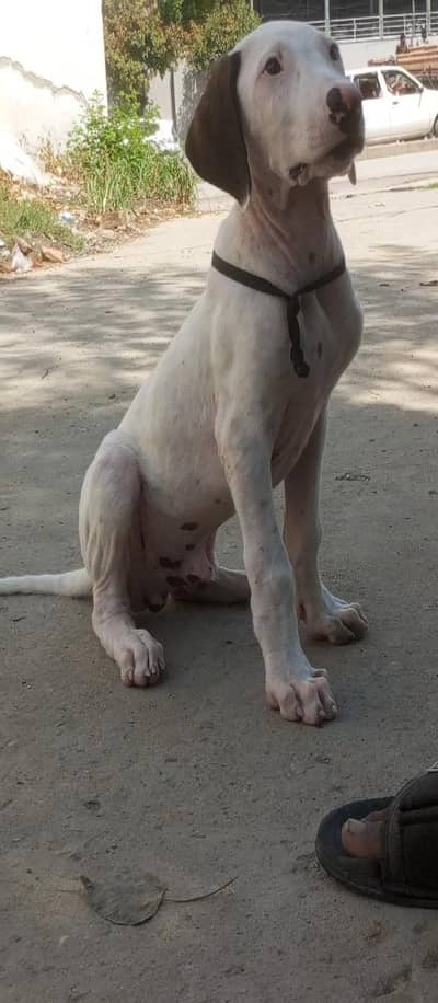 Pakistani bully pup
