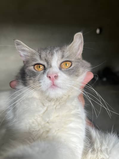 Cat sale