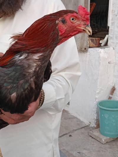 Aseel mianwali Roaster