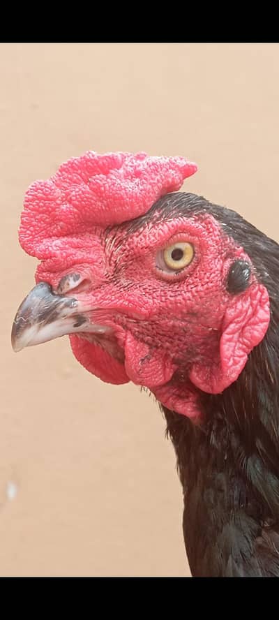 Aseel Mianwali Black Murga