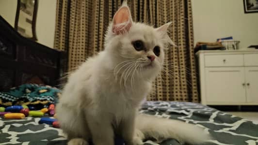 Persian cat