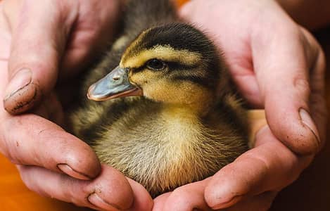 duck chicks 15 day old