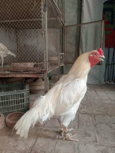 paper white/Assel white / male available for sale