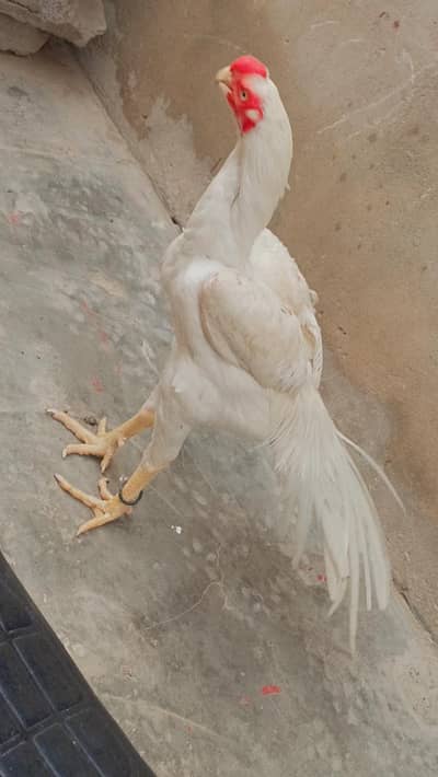 Indian parrot peack original