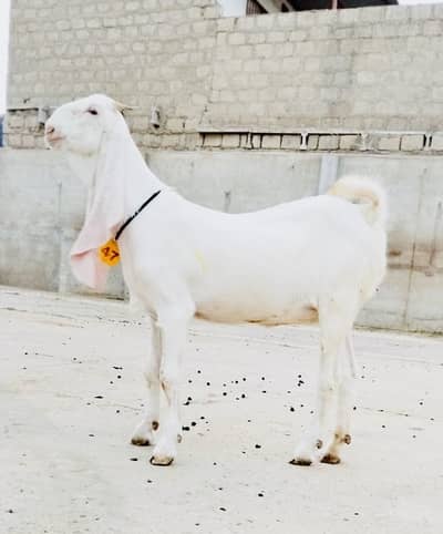 Premium quality gulabi females