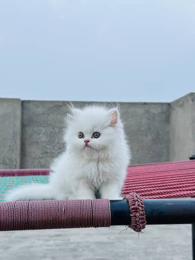 Persian kitten triple coated