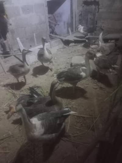 ducks
