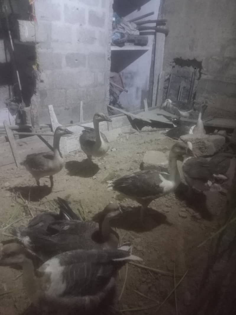 ducks 1