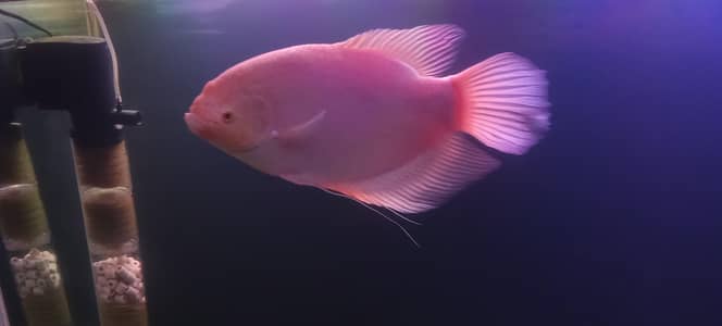 Albino gourami
