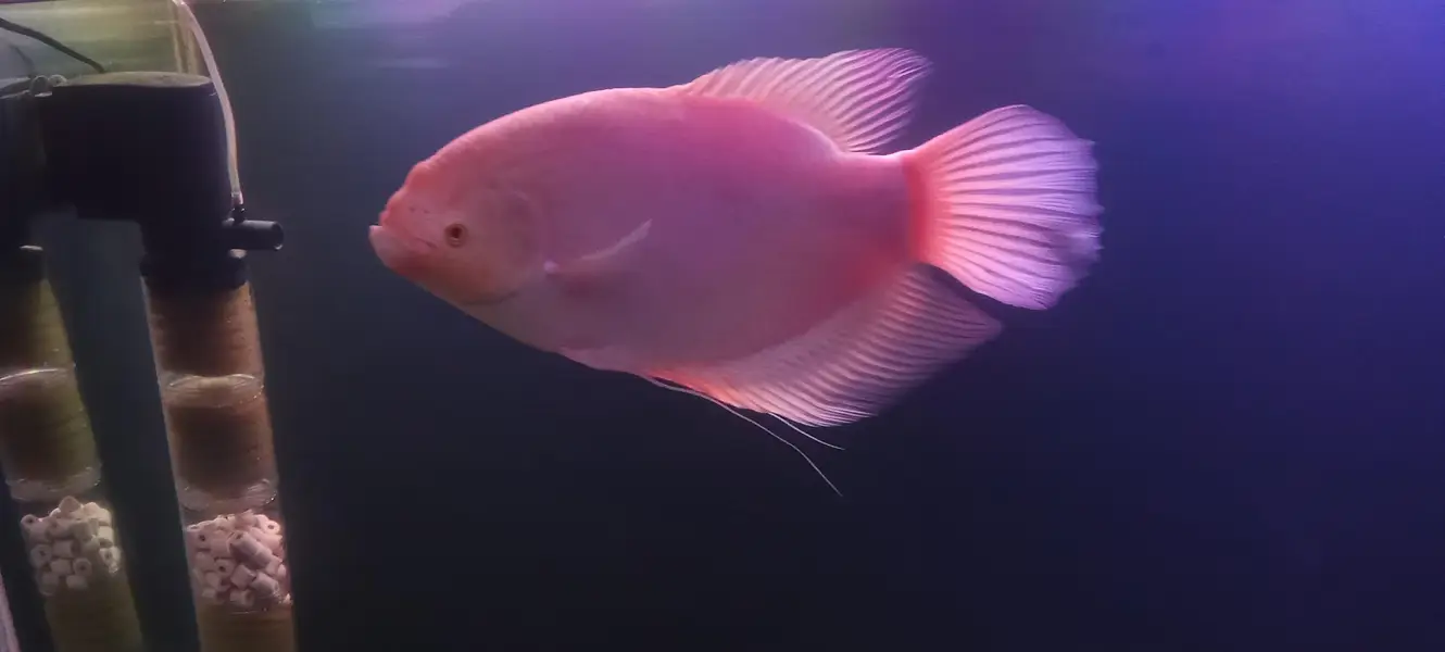 Albino gourami