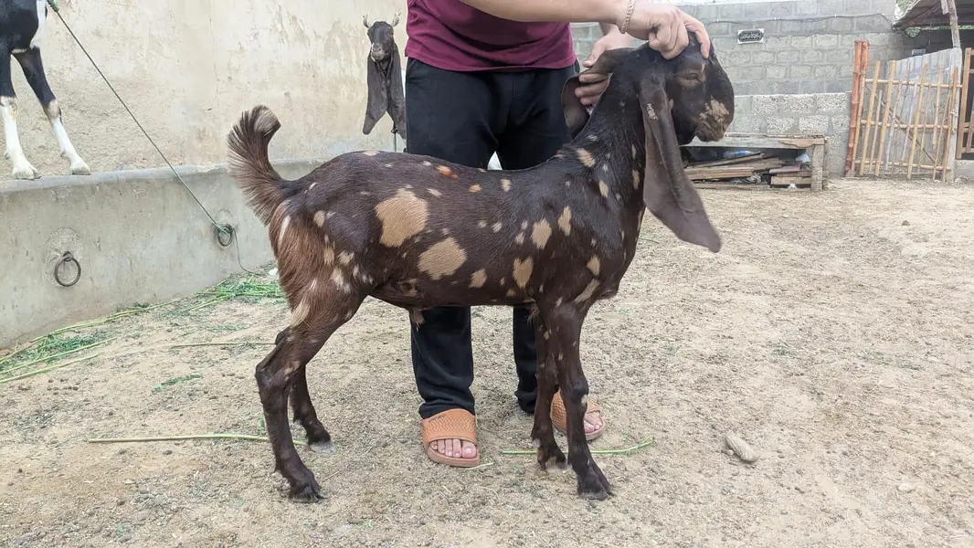 5 Bakry Male (Ando) hai — photo 8