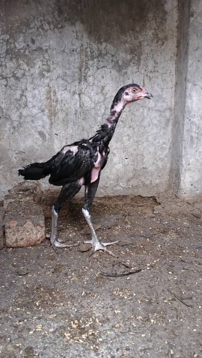 Thai Cross Aseel Chicks