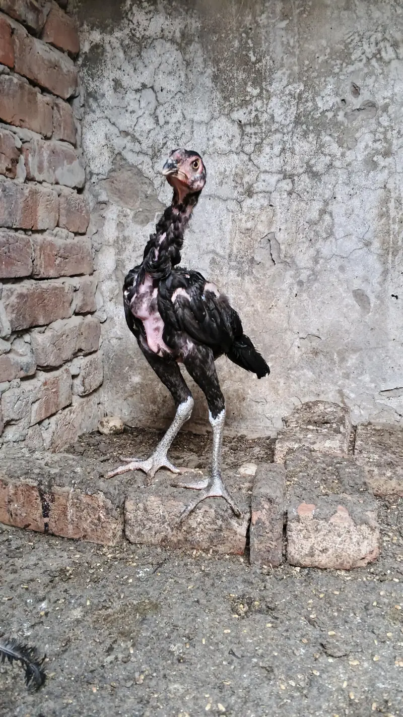 Thai Cross Aseel Chicks — photo 2