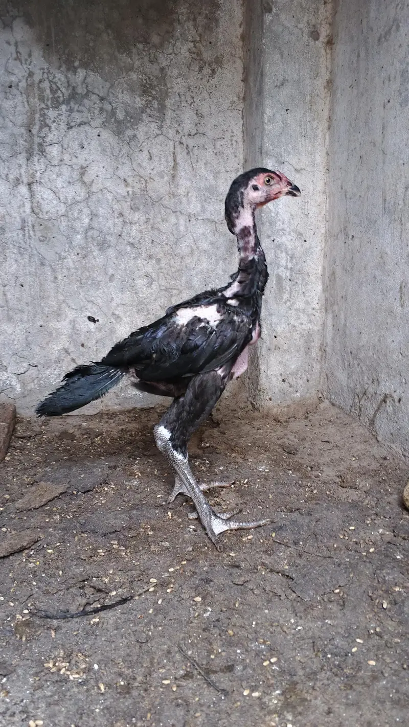 Thai Cross Aseel Chicks — photo 3