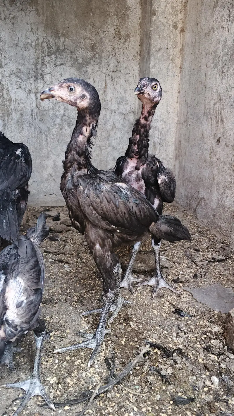 Thai Cross Aseel Chicks — photo 4